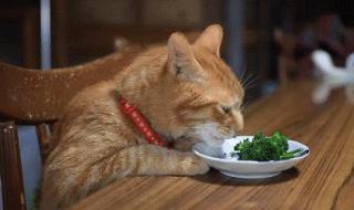 除了猫粮还能给猫吃什么食物 猫咪可以吃什么